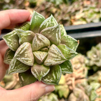Rare Haworthia, Emelyae Assassins