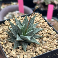 Rare Haworthia Ivory Tower White Variegata - Unique and Stunning