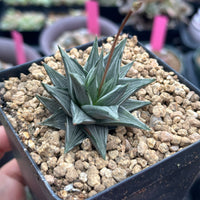 Rare Haworthia Ivory Tower White Variegata - Unique and Stunning