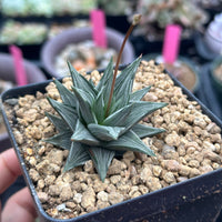 Rare Haworthia Ivory Tower White Variegata - Unique and Stunning