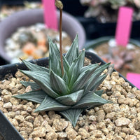 Rare Haworthia Ivory Tower White Variegata - Unique and Stunning