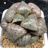 Rare Haworthia Pygmaea – Round Leaf Succulent – Unique Plant