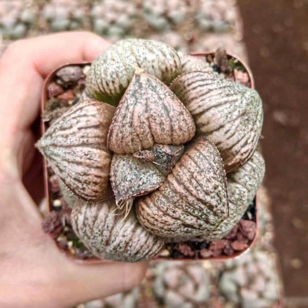 succulent with long round leaves Rare Haworthia Pygmaea – Round Leaf Succulent – Unique Plant– 1am Succulents