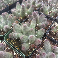 Rare Huernia pillansii Succulent 3 inches - Unique and Beautiful Plant for Home Decor or Gifts