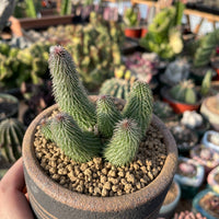 Rare Huernia pillansii Succulent 3 inches - Unique and Beautiful Plant for Home Decor or Gifts