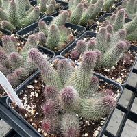 Rare Huernia pillansii Succulent 3 inches - Unique and Beautiful Plant for Home Decor or Gifts