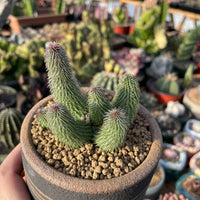 Rare Huernia pillansii Succulent Plant - Star-Shaped Flowers Unique Texture 2-3" Pot
