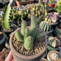 Rare Huernia pillansii Succulent Plant - Star-Shaped Flowers Unique Texture 2-3" Pot