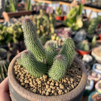 Rare Huernia pillansii Succulent Plant - Star-Shaped Flowers Unique Texture 2-3" Pot