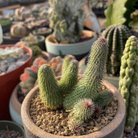 Rare Huernia pillansii Succulent Plant - Star-Shaped Flowers Unique Texture 2-3" Pot