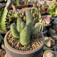 Rare Huernia pillansii Succulent Plant - Star-Shaped Flowers Unique Texture 2-3" Pot