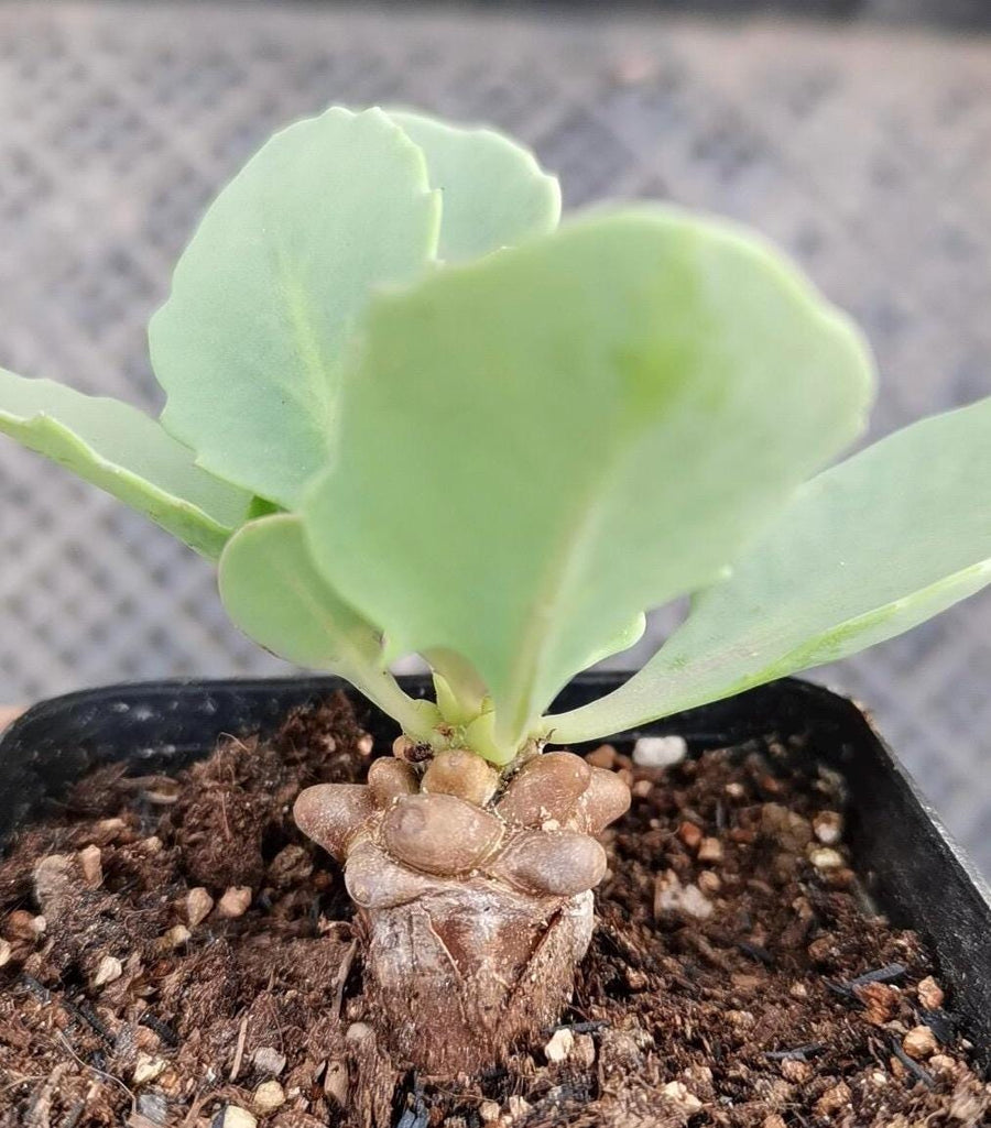 othonna succulent Rare Othonna Herrei Succulent 1 inch starter plant – Unique Miniature – 1am  Succulents