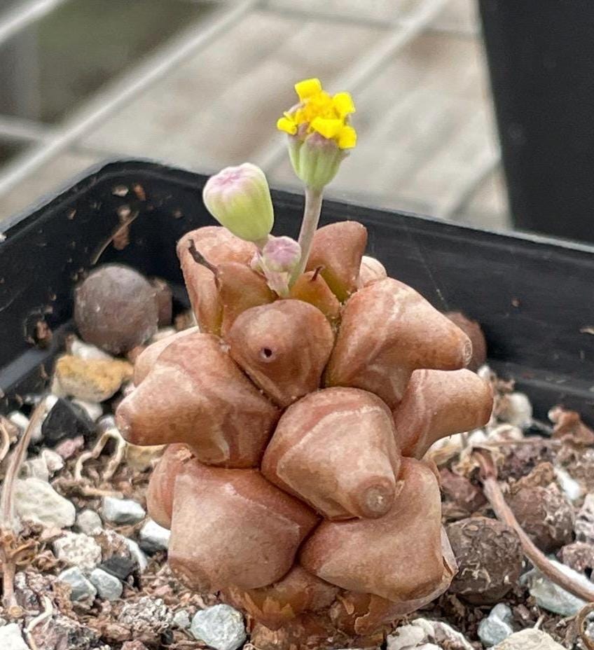 inch plant succulent Rare Othonna Herrei Succulent 1 inch starter plant – Unique Miniature Plant  for Collectors