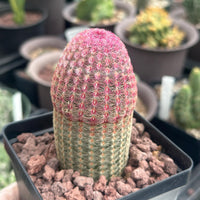 Rare Rainbow Cactus Echinocereus Rigidissimus Starter Plant - Vibrant and Unique