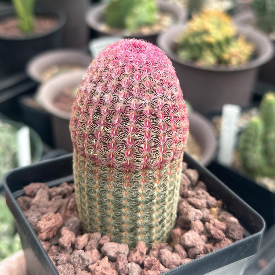 Rare Rainbow Cactus Echinocereus Rigidissimus Starter Plant