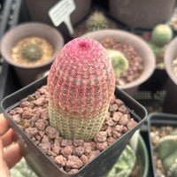 Rare Rainbow Cactus Echinocereus Rigidissimus Starter Plant - Vibrant and Unique