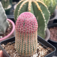 Rare Rainbow Cactus Echinocereus Rigidissimus Starter Plant - Vibrant and Unique