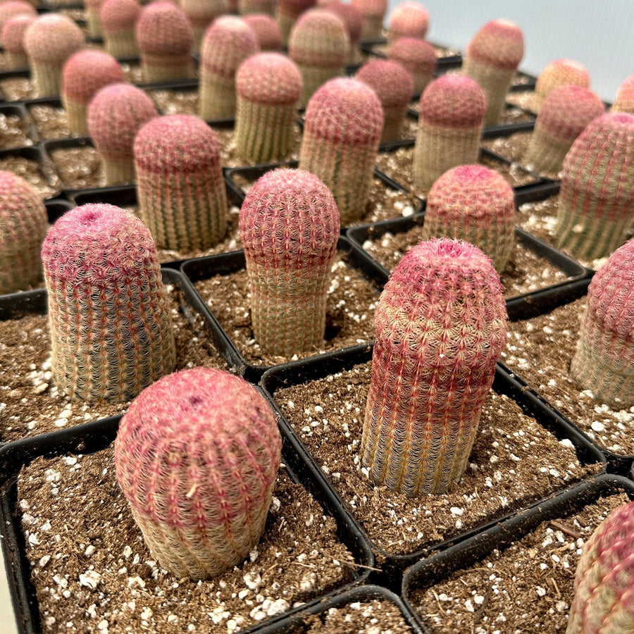 Rare Rainbow Cactus Echinocereus Rigidissimus Starter Plant