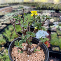 Rare Senna Meridionalis, Bonsai Succulent Tree, Old Stem 