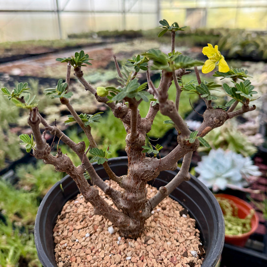 old succulent plants Rare Senna Meridionalis, Bonsai Succulent Tree, Old Stem – 1am Succulents