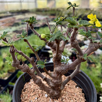 Rare Senna Meridionalis, Bonsai Succulent Tree, Old Stem 