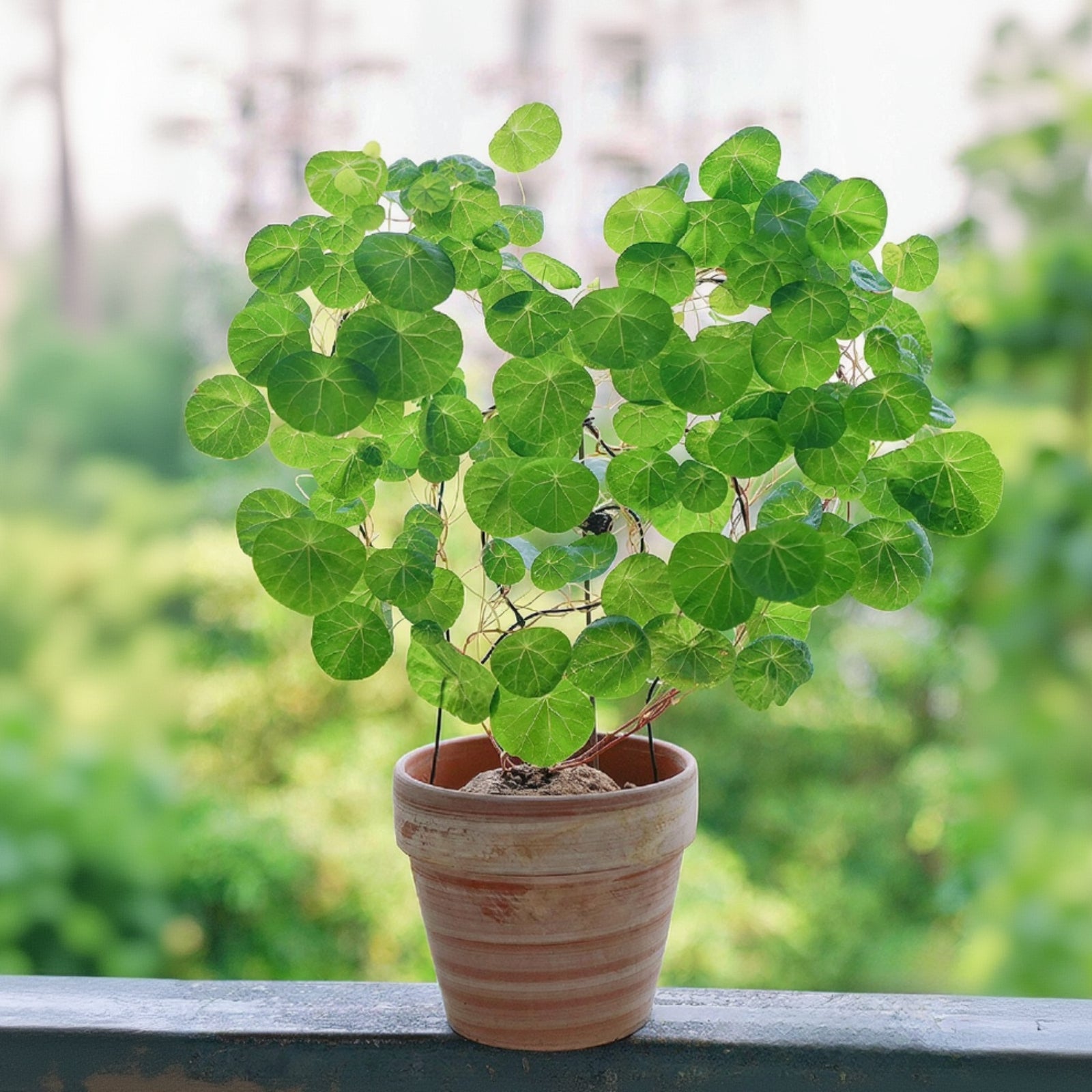Rare Stephania Erecta Succulent - Budding Bulb 2 inches