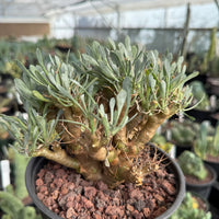 Rare Succulent, Othonna Euphorbioides