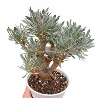 Rare Succulent, Othonna Euphorbioides