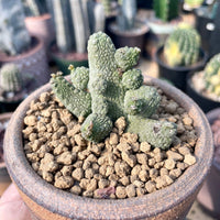 Rare Succulent - Pseudolithos Caput-Viperae hybrid (2”)