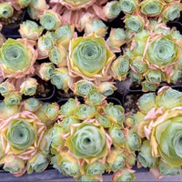 Rare Succulents - Aeonium Greenovia Moonlight Cluster