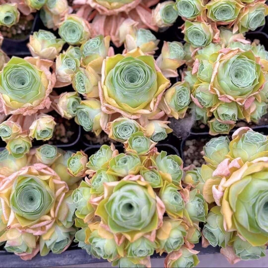 1am succulents Rare Succulents
