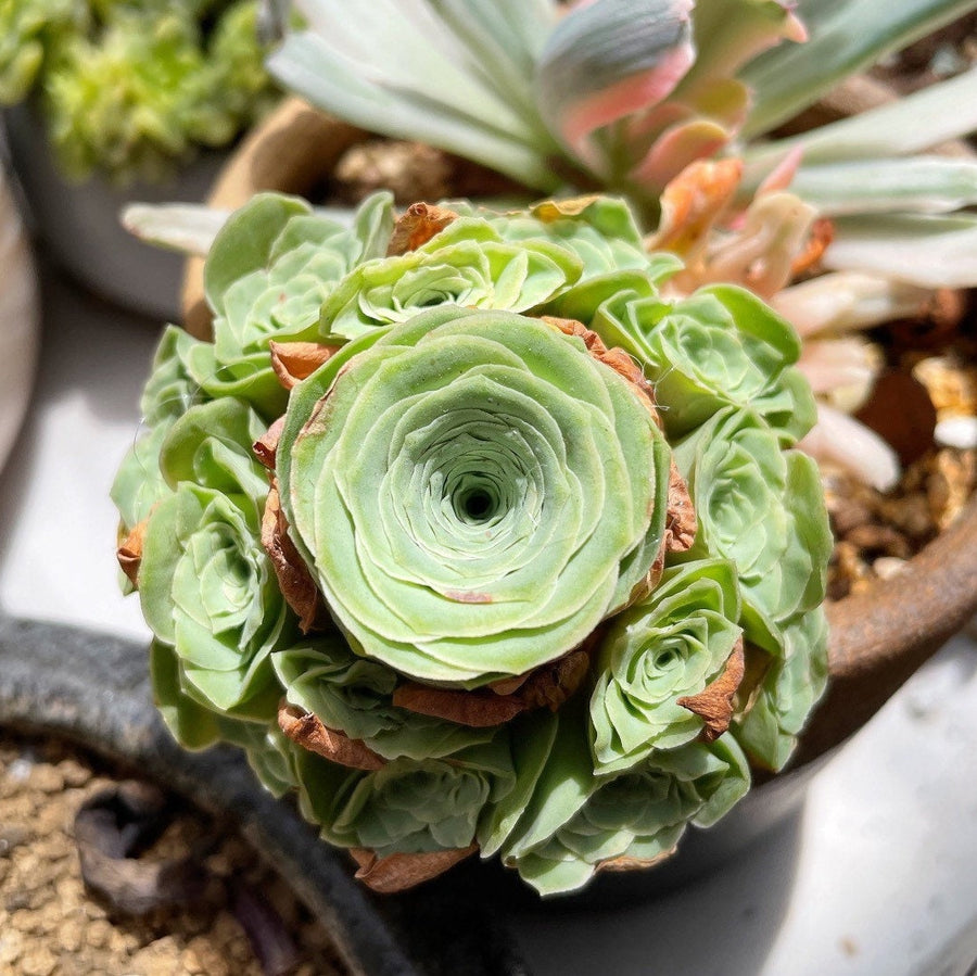 bright green succulent Rare Succulents