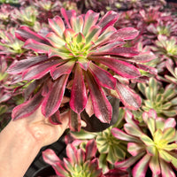 Rare Succulents - Aeonium Medusa Cluster (6" pot)