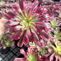Rare Succulents - Aeonium Medusa Cluster (6" pot)