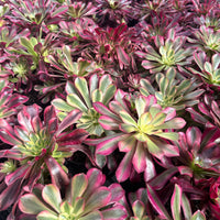 Rare Succulents - Aeonium Medusa Cluster (6" pot)