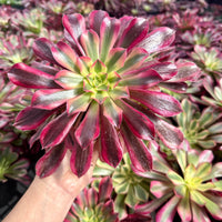 Rare Succulents - Aeonium Medusa Cluster (6" pot)