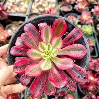 Rare Succulents - Aeonium Medusa Single Stem (6” pot)