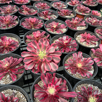 Rare Succulents - Aeonium Medusa Single Stem (6” pot)