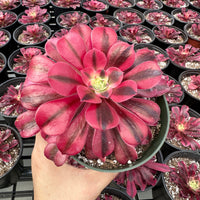 Rare Succulents - Aeonium Medusa Single Stem (6” pot)