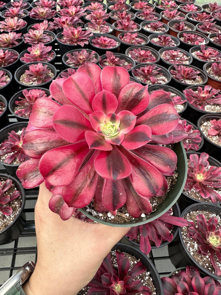 aeonium succulents for sale Rare Succulents