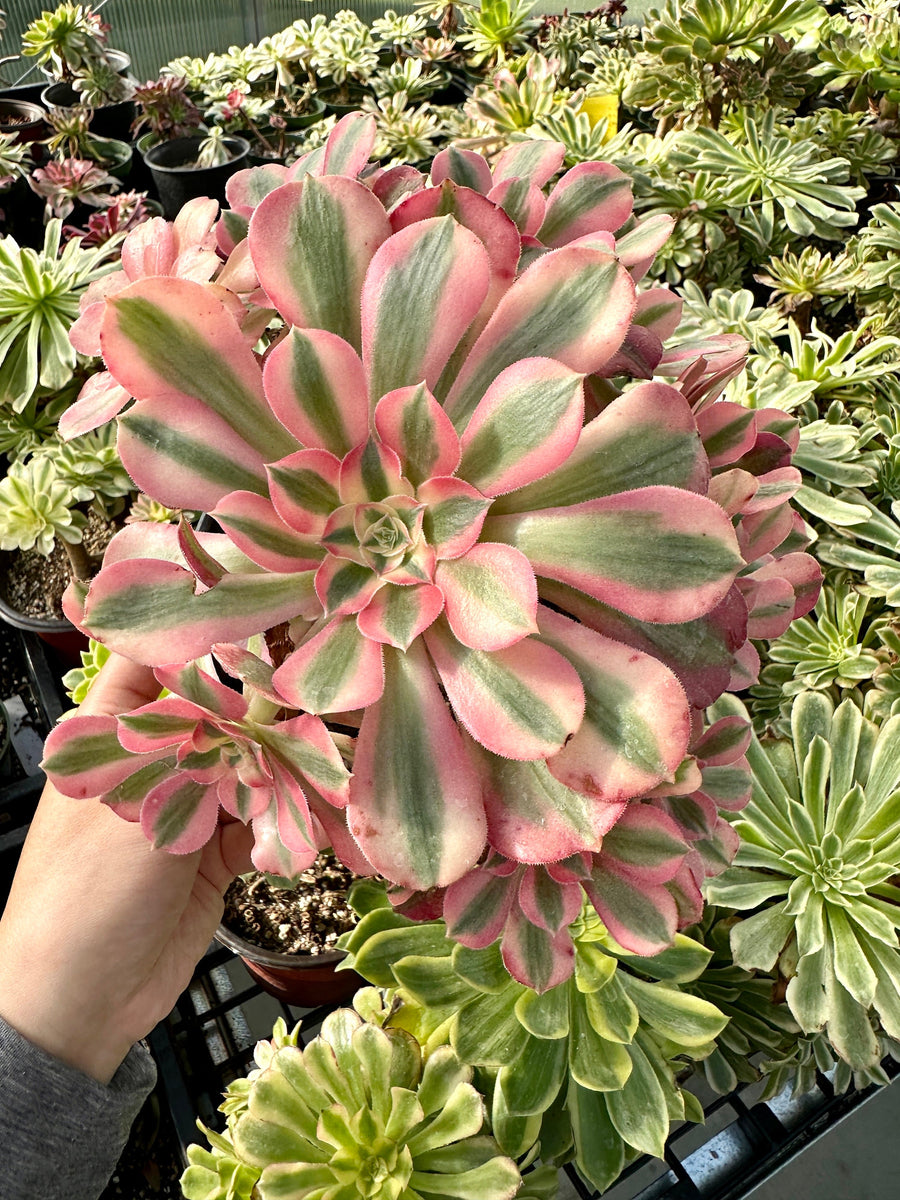 succulent witch Rare Succulents
