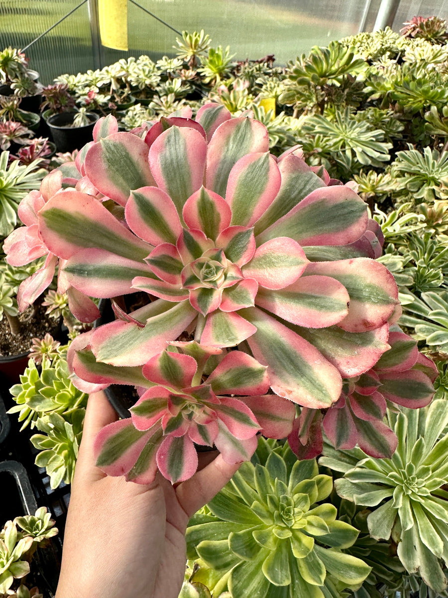 pink spiky succulent Rare Succulents
