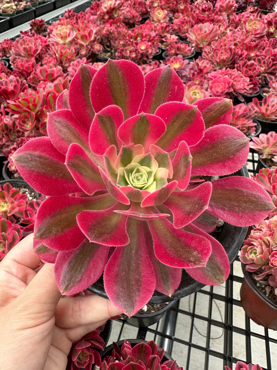 pink witch succulent near me Rare Succulents