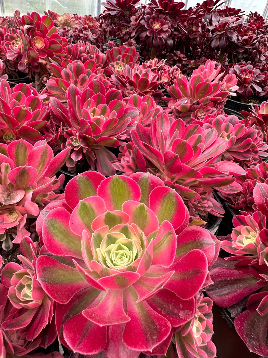 large pink succulents Rare Succulents