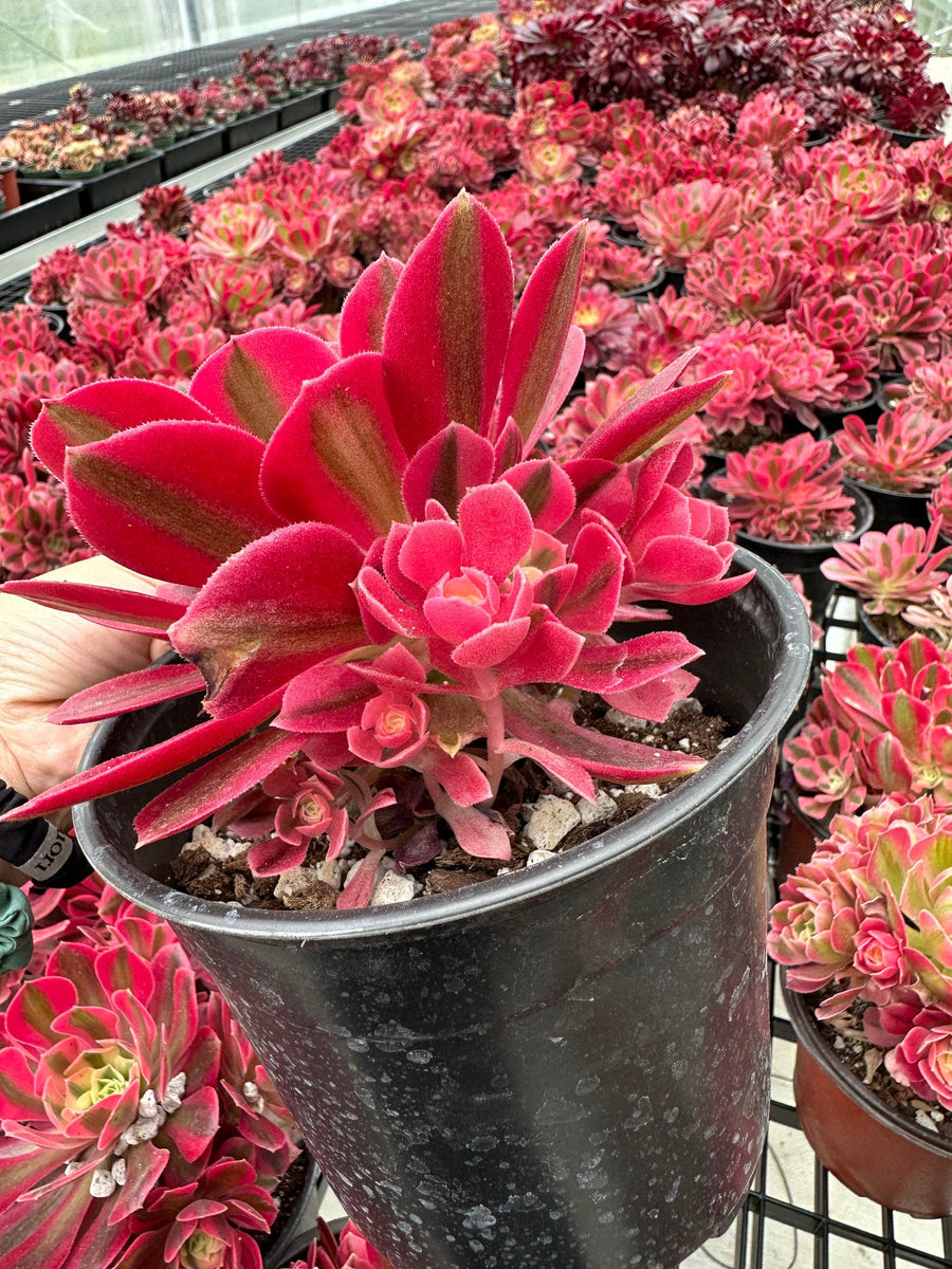 red pink succulent Rare Succulents