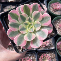 Rare Succulents - Aeonium Pink Witch Single Cutting