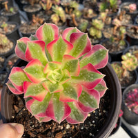 Rare Succulents - Aeonium Pink Witch Single Cutting