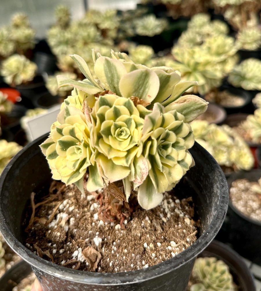 Rare Succulents