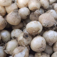 Rare Succulents - Albuca Concordiana (bulb only), 0.5"-1"