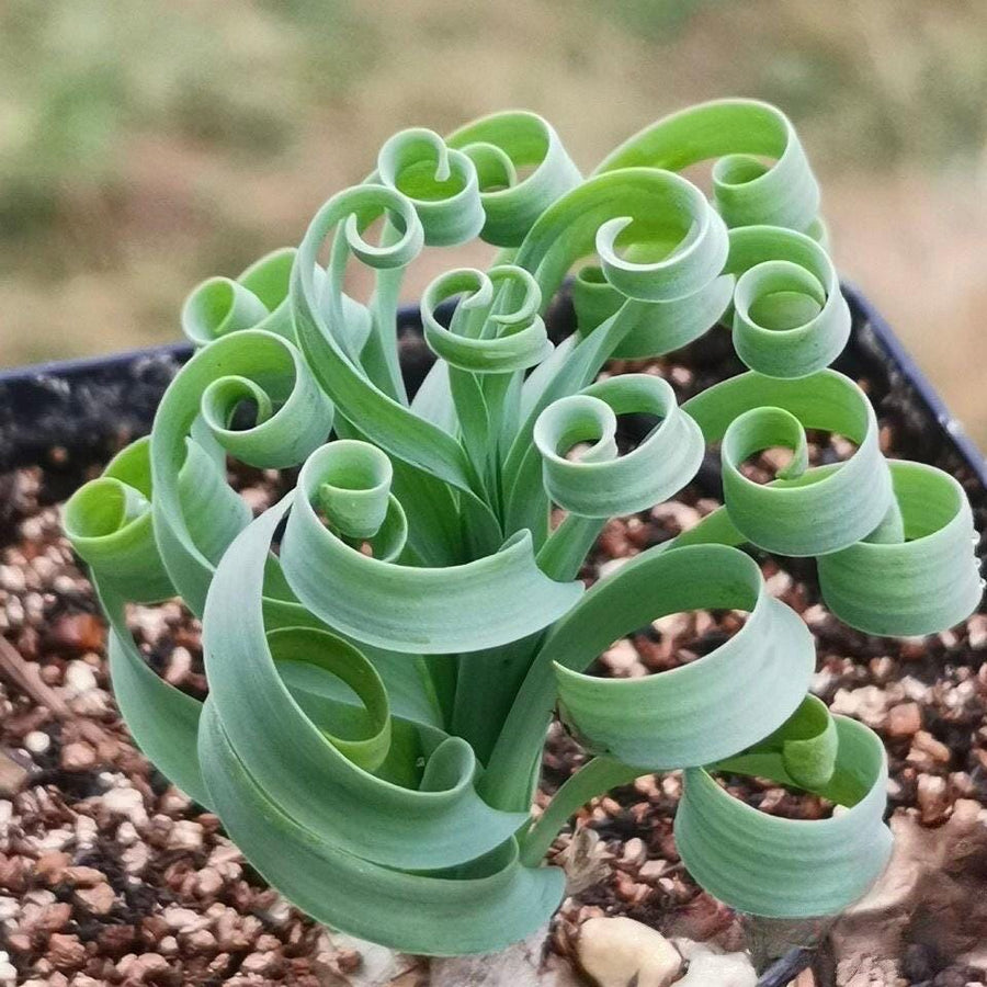 succulents with bulbs Rare Succulents